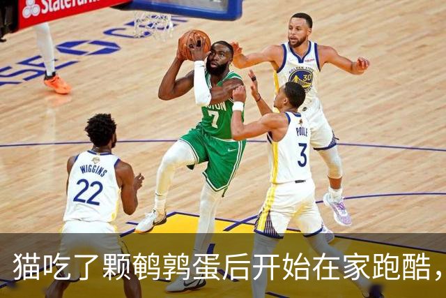 猫吃了颗鹌鹑蛋后开始在家跑酷，从客厅到厨房来回冲刺半小时，主人吓到发帖问“是不是吃坏了”，想不到评论区全是懂猫咪的“知音”
